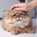 [Изображение: file_151838050.png]